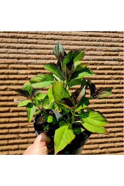 Гортензія великолиста Силкі Пінк - 3л/вис.20-25см/Ø20-25см